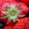 Erdbeere mit Kelchblätter