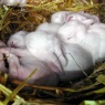 Angorababys im Nest