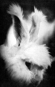 Hasenhaerli - Bild entnommen aus Awoba ABC - Angora-Kaninchenzucht, aber wie?